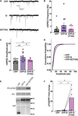 Protein phosphatase-1 inhibitor-2 promotes PP1γ positive regulation of synaptic transmission